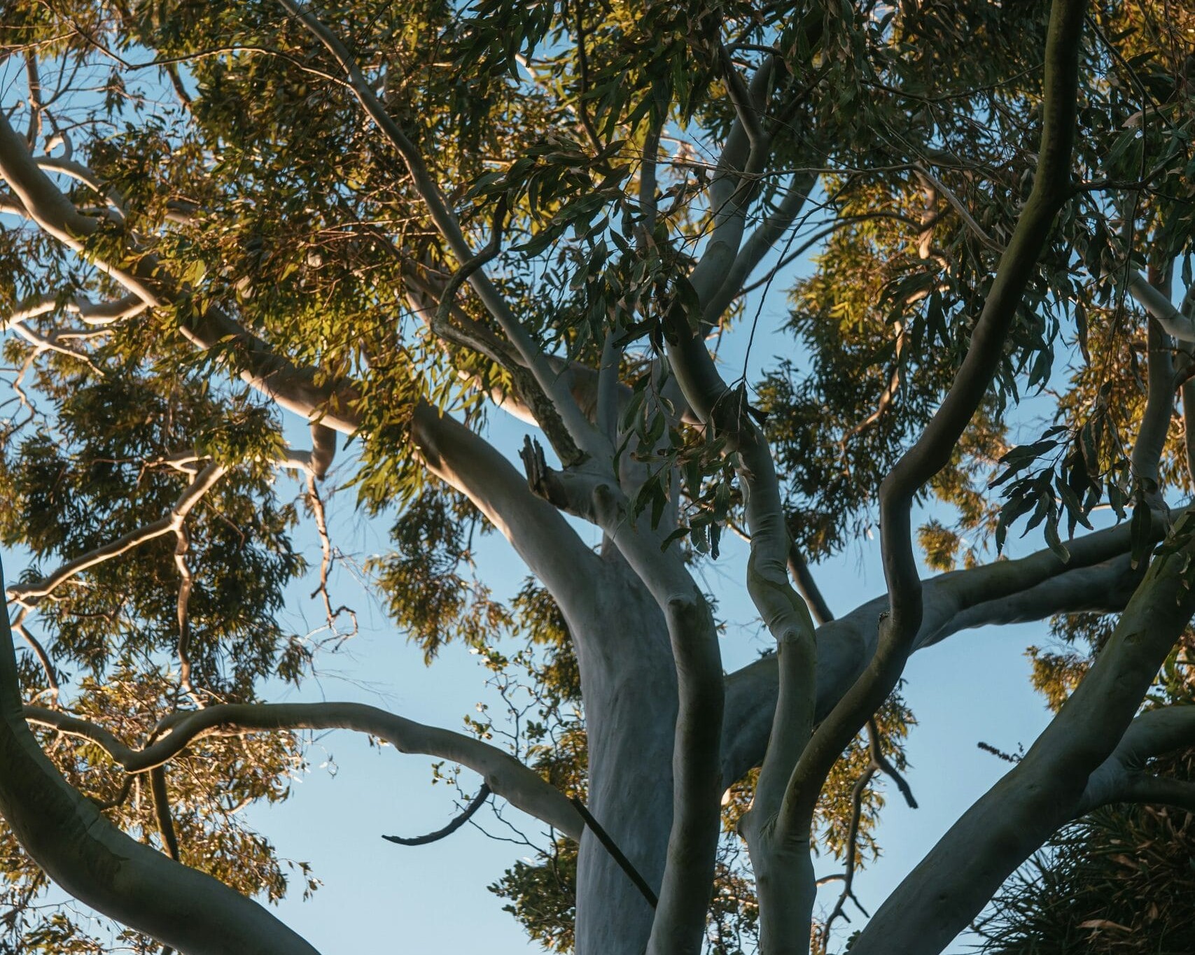 Gum Tree