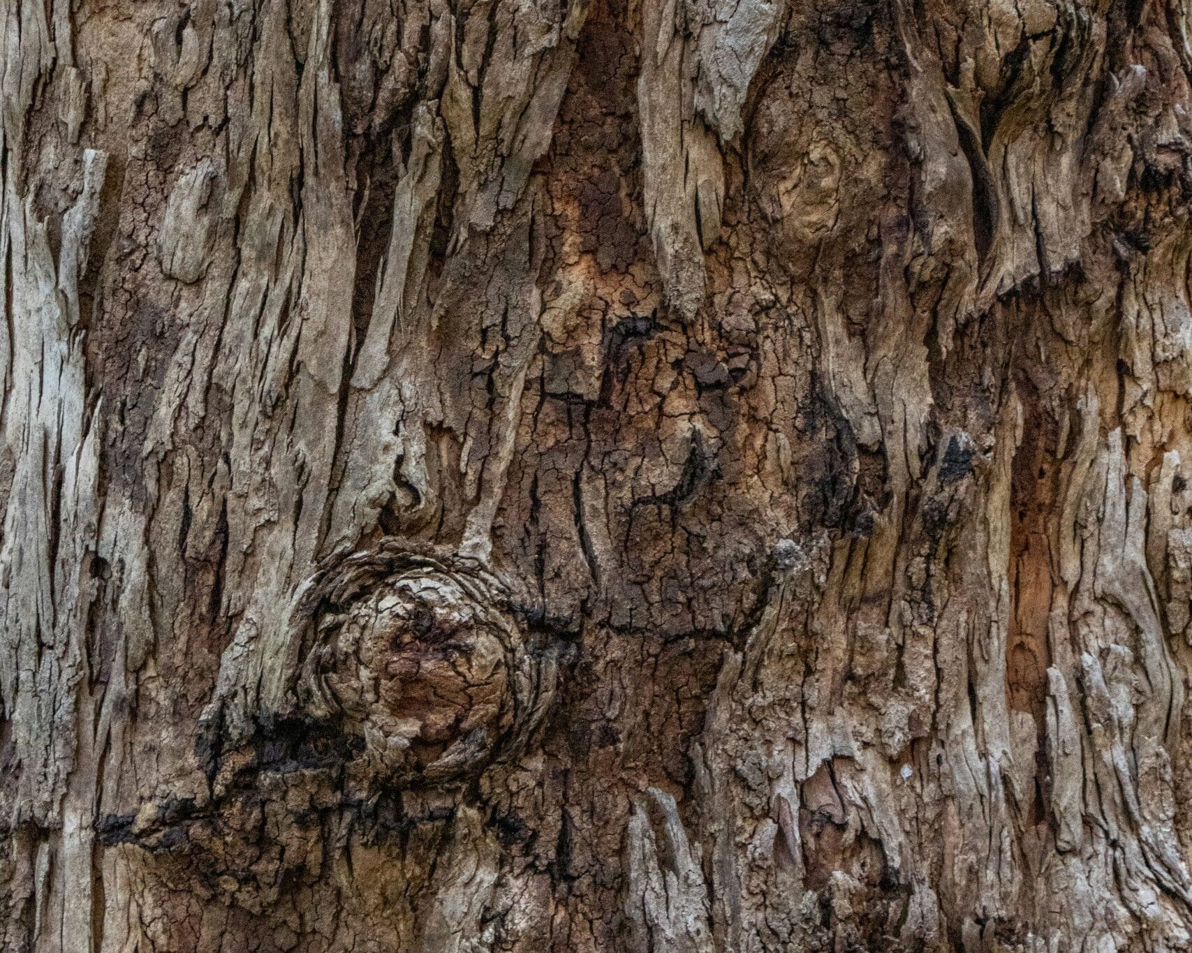 Tree Trunk