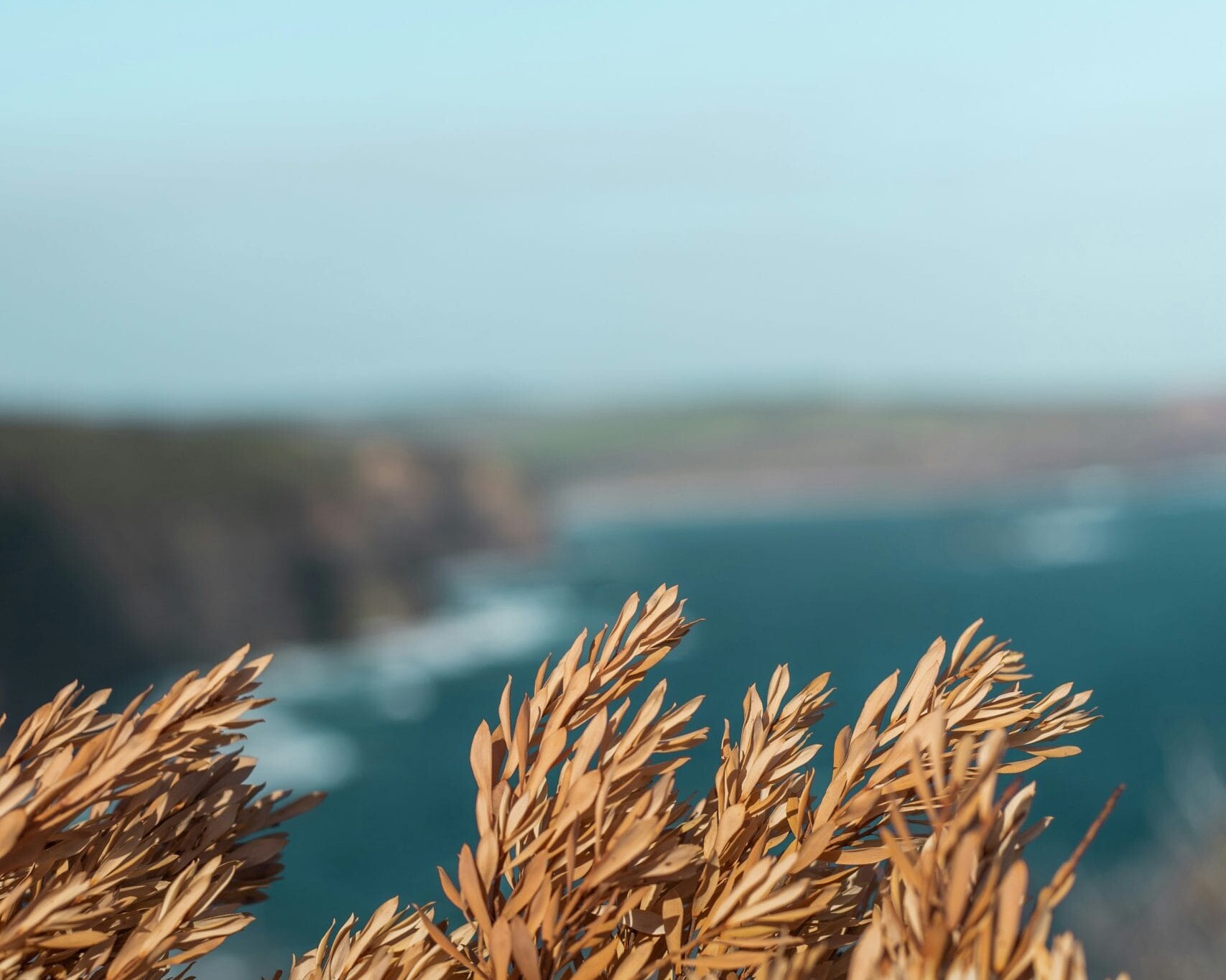 Bush upon Beach