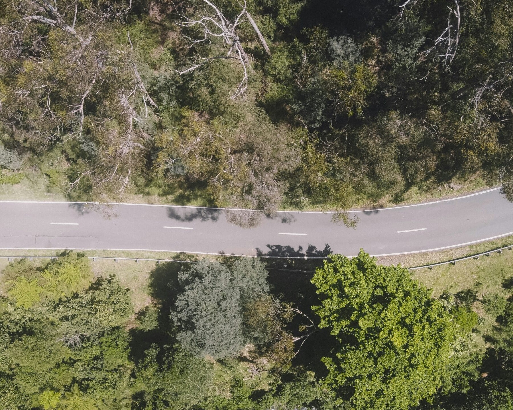Aerial of Forest Road