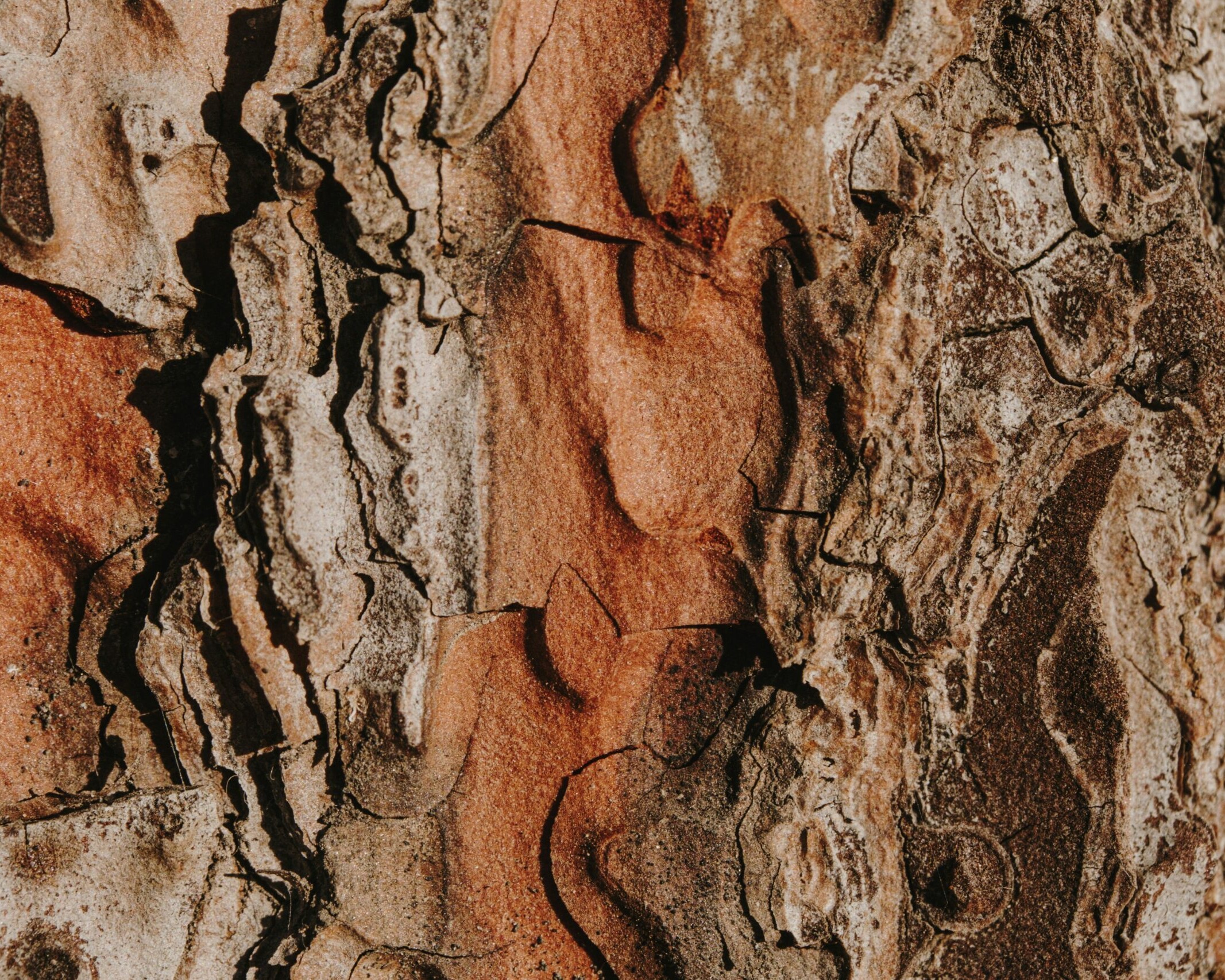 Textured Rock Face