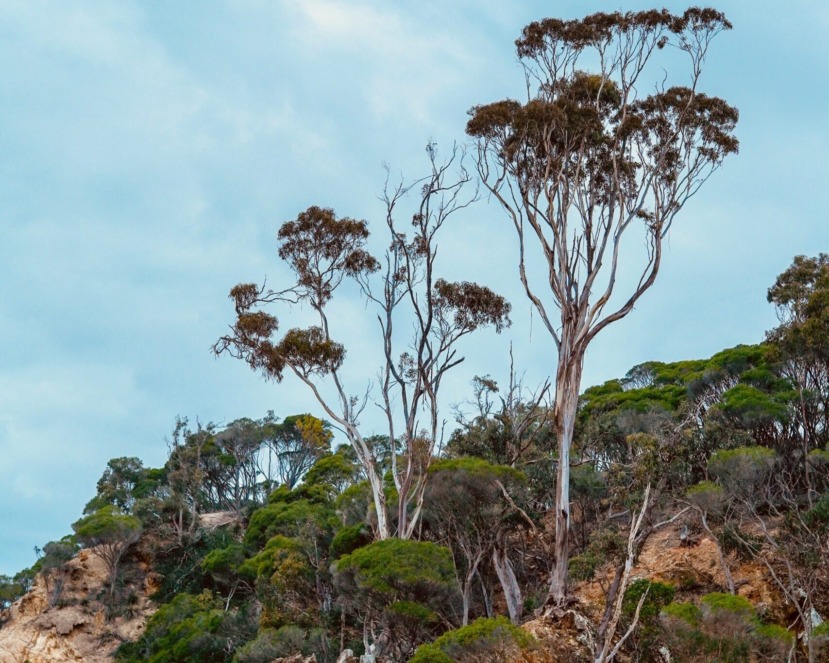 A Beach Landscape on the Australian Coast