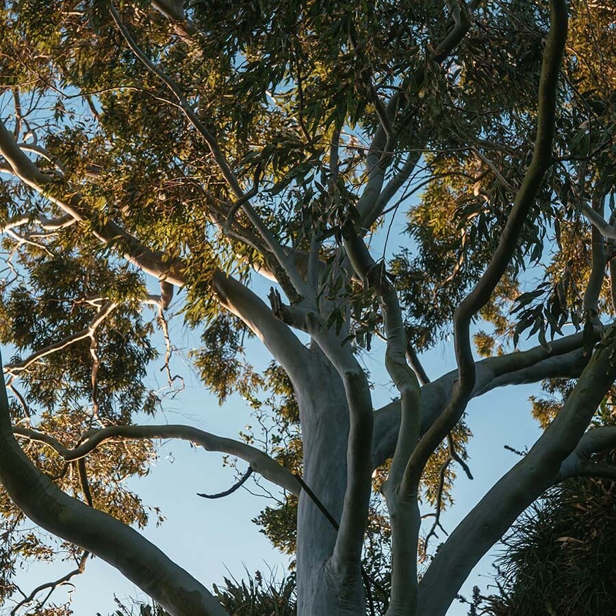 A gumtree within a land development in Australia