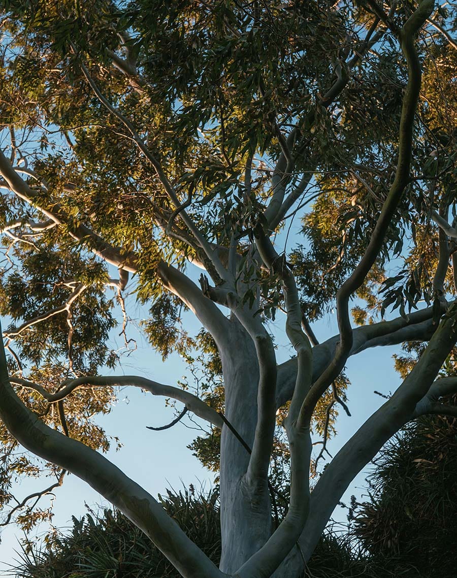 A gumtree within Australia