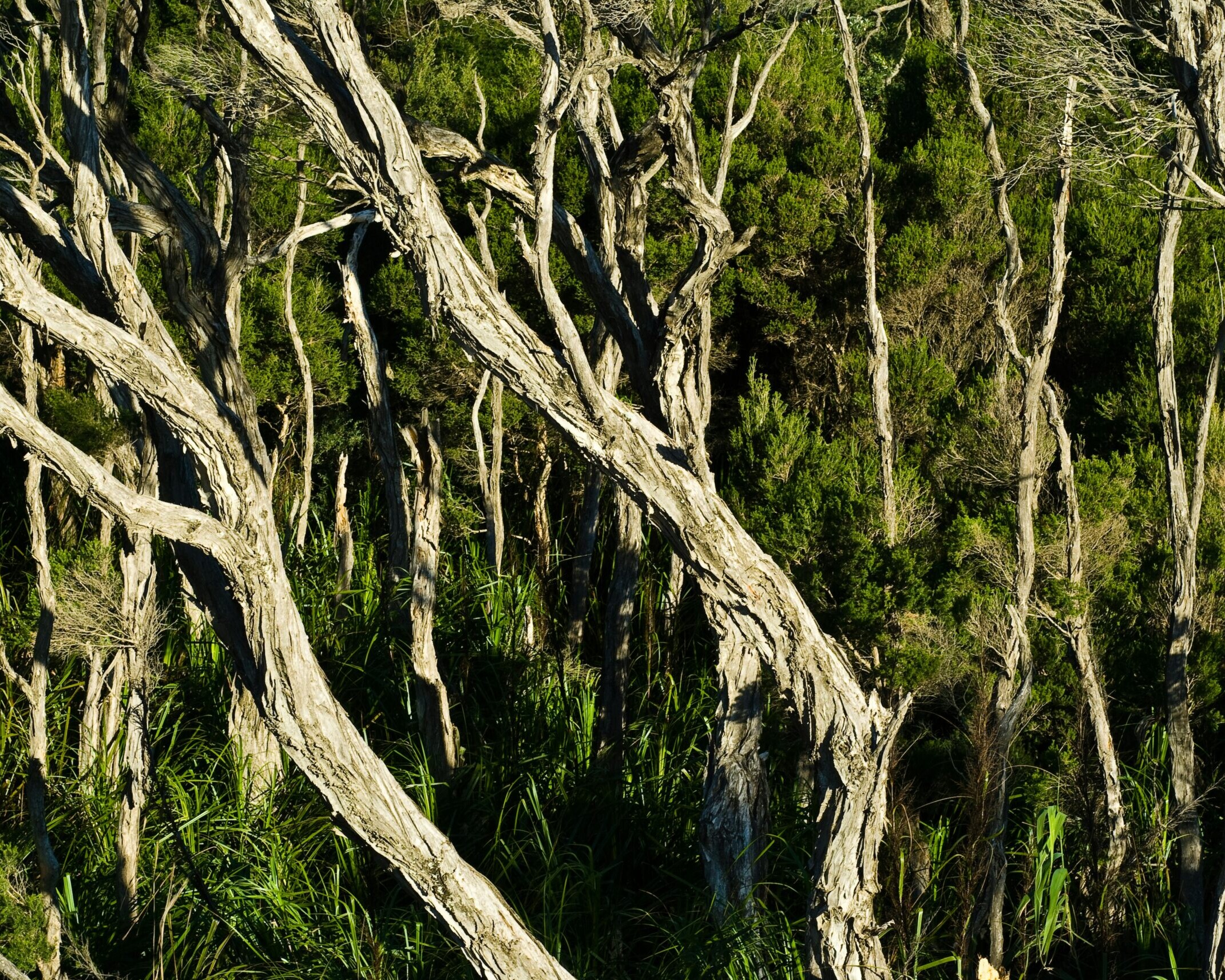 Trees in Australia
