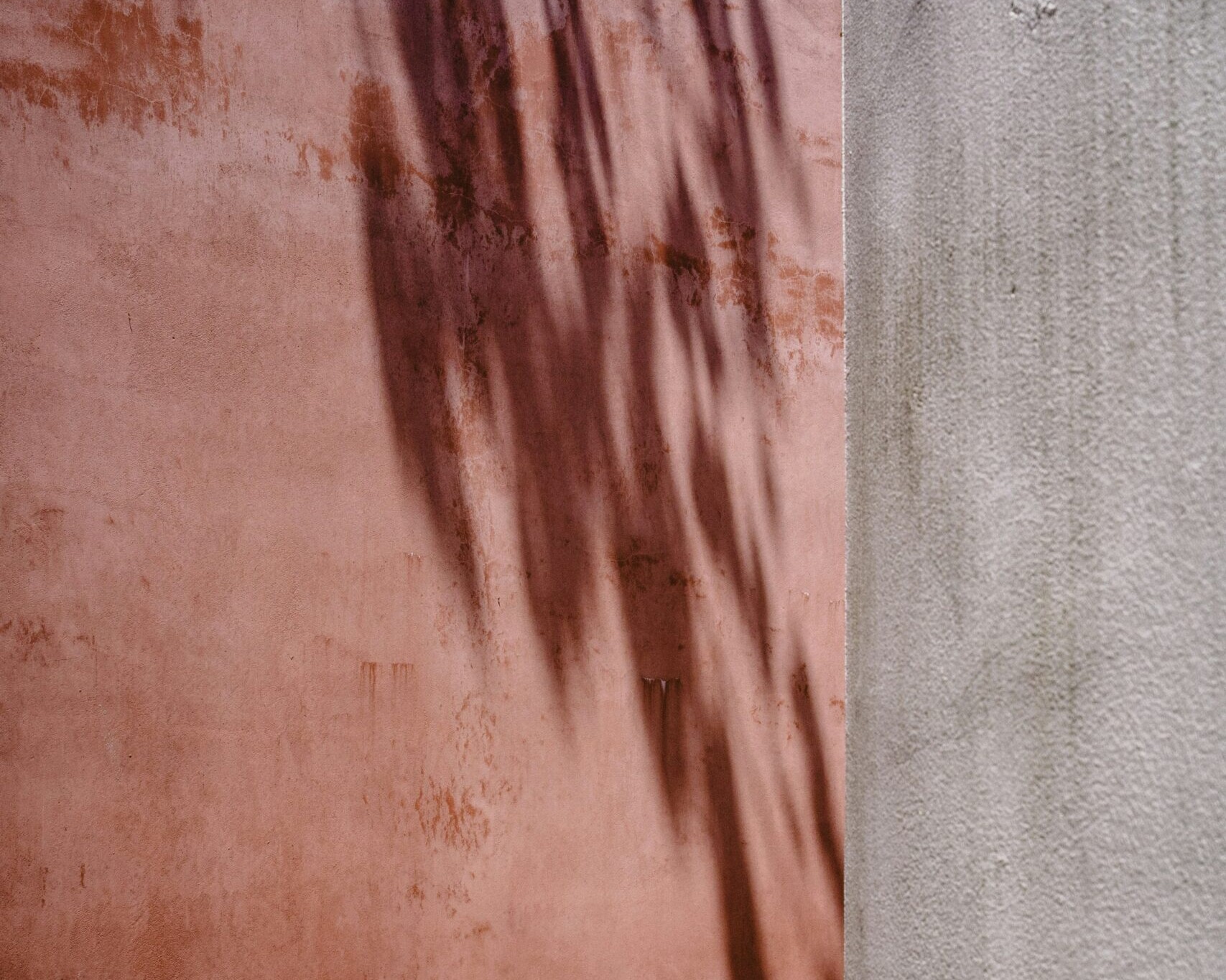 A tree shadow upon a textured wall
